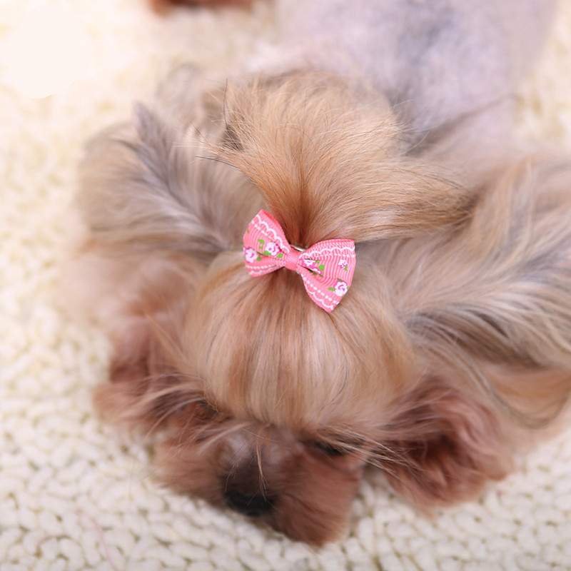Nuova forcina per cani gattino - Pet Supplies York recensione e prezzo
