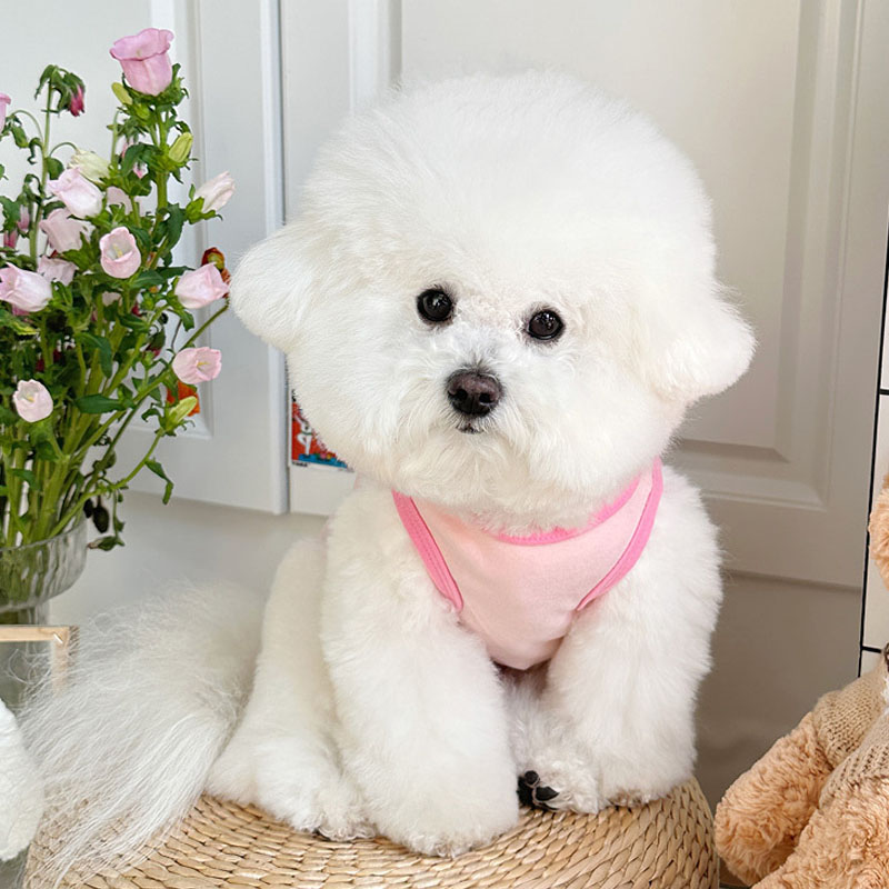 Abbigliamento per cani a tema  - Pet Supplies York recensione e prezzo