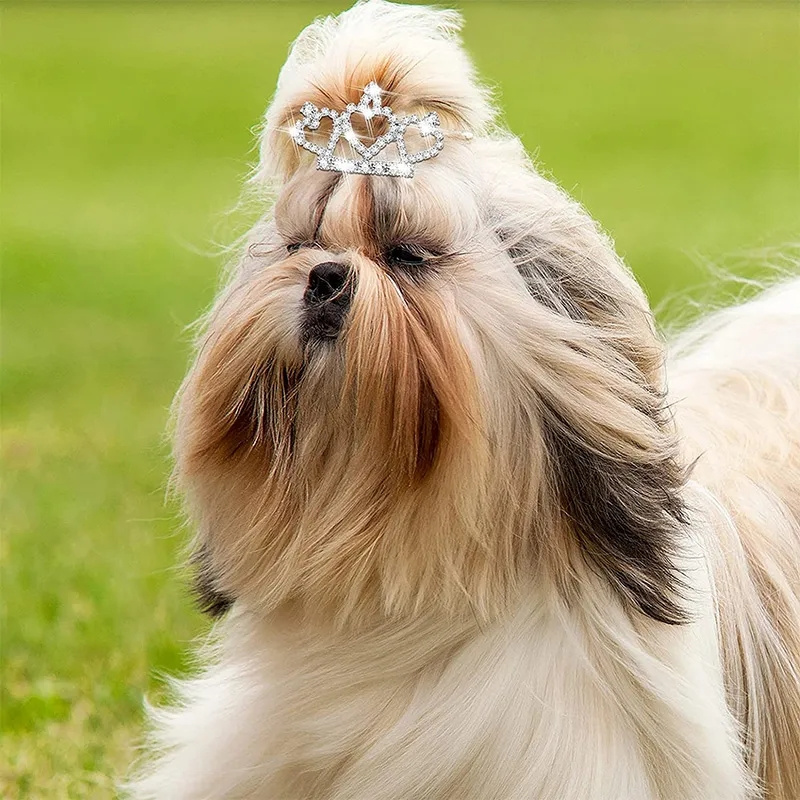 Bling delicato cristallo cane  - Pet Supplies York recensione e prezzo