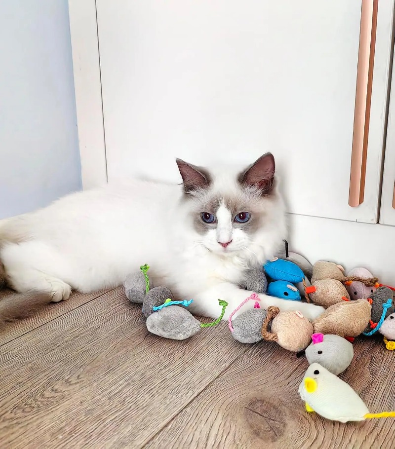 3/200 pezzi Giocattoli per gat - Catnip Toys recensione e prezzo